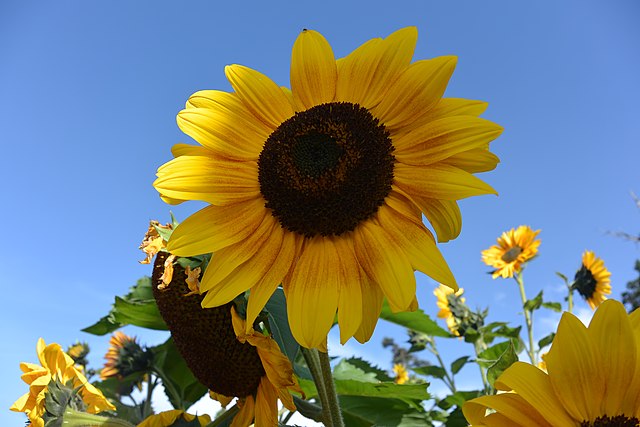 640px-Sunflower_in_Sri_Lanka