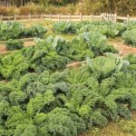 800px-Kale_and_Cabbage_in_Raised_Garden_Beds_(49200262267)