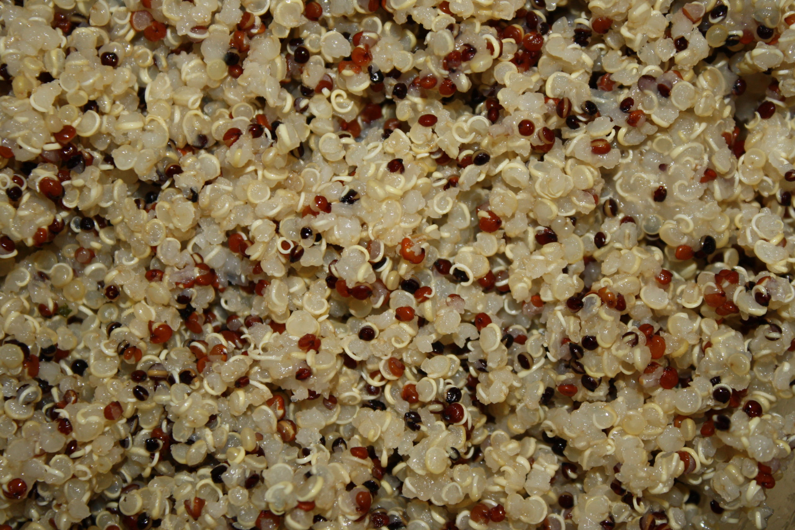 cooked-tri-color-quinoa-closeup-texture