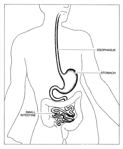 494px-Esophagus,_stomach,_small_intestine